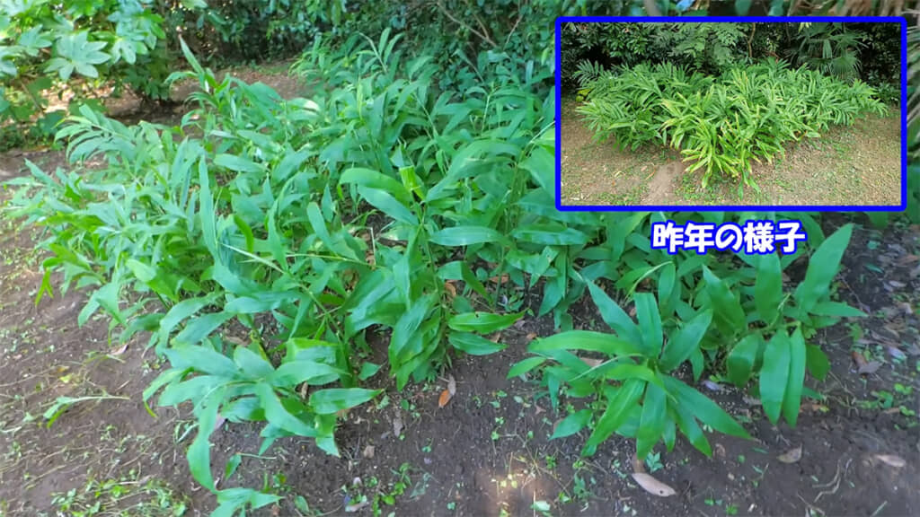 ツユクサを抜き終わり、ミョウガエリアがすっきりしました