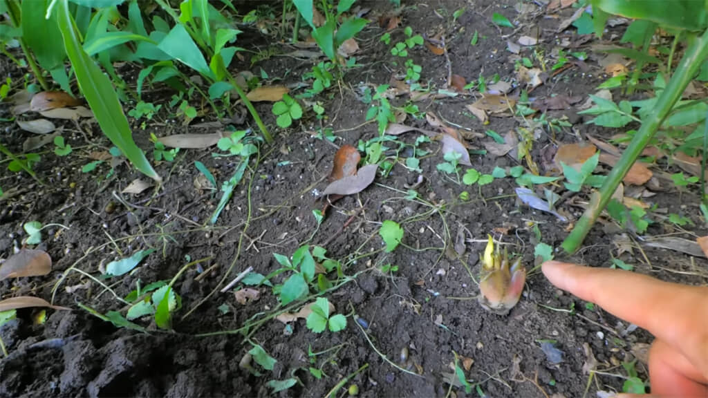 ミョウガの花芽を確認