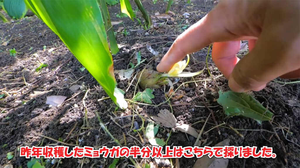 もう1カ所のミョウガはまるまると太っています