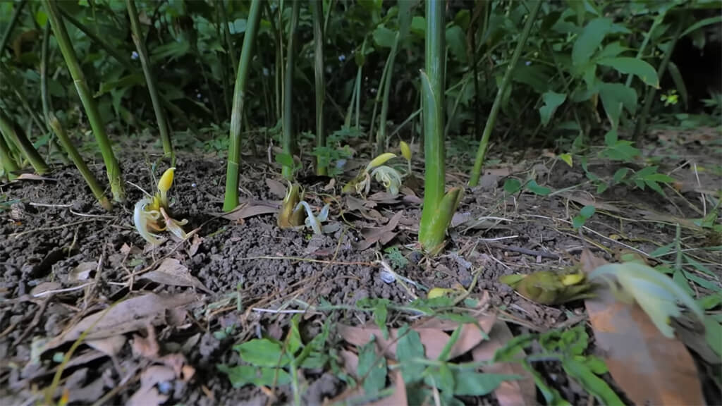 妻と2人でミョウガを収穫していきます
