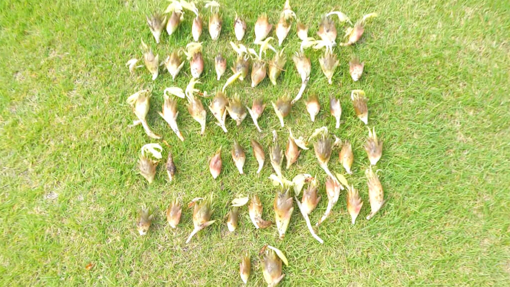 52個収穫できました、豊作です◎