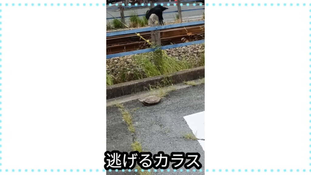 路上でカメがカラスに襲われていた