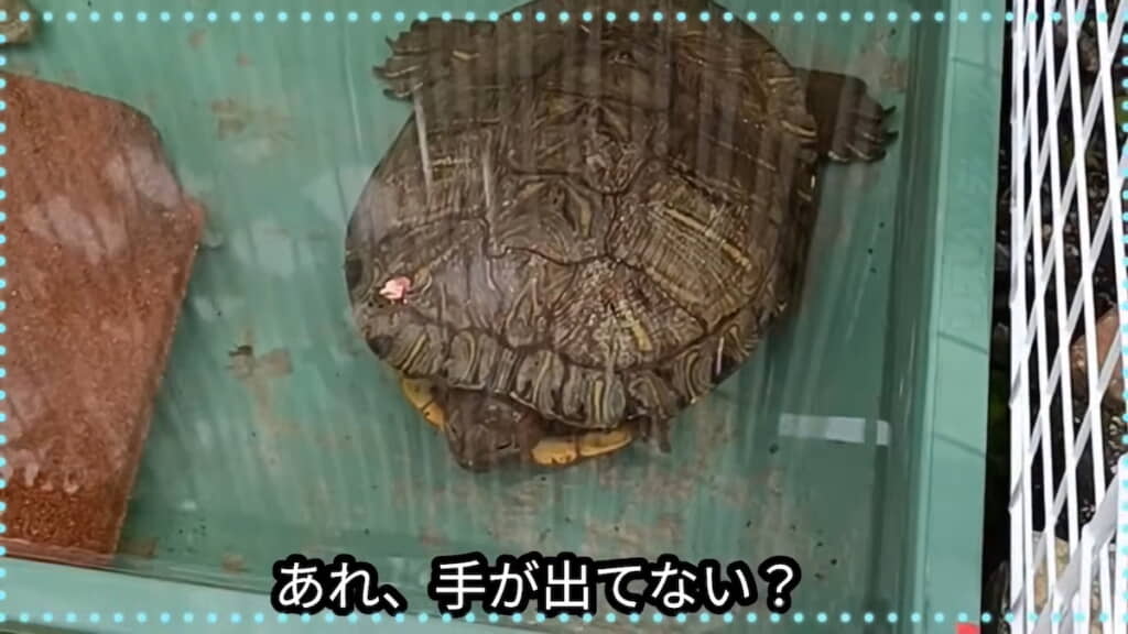 カメの前足は欠損していた