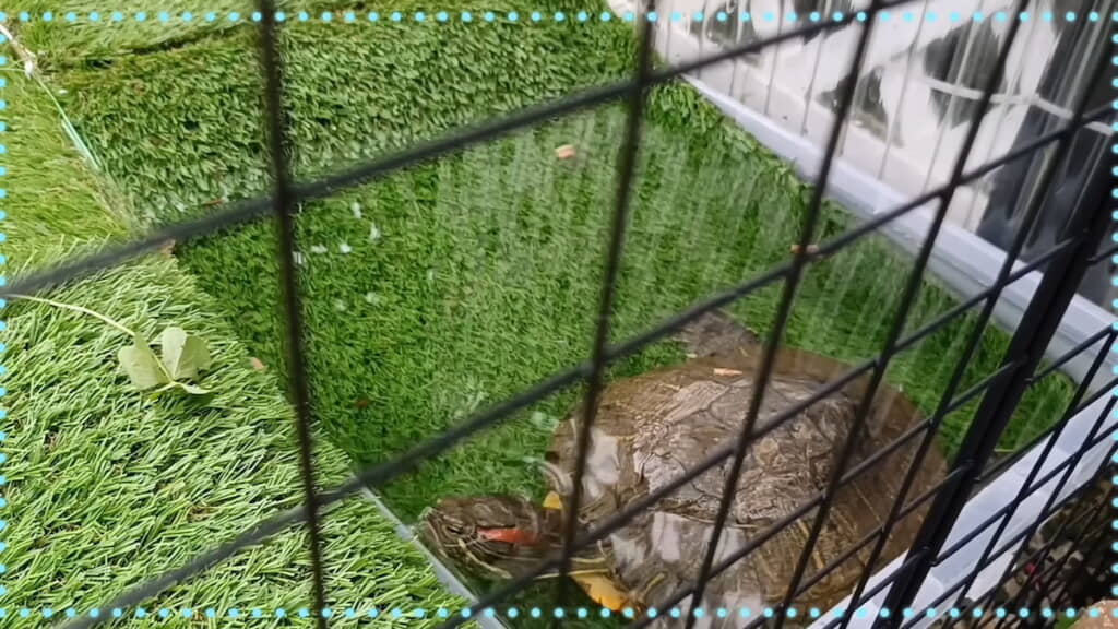 5日後にはスロープを歩き自分からエサを食べるように