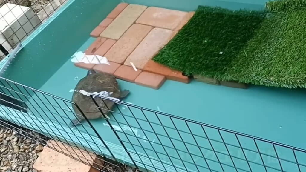 新居に移ったモンちゃん