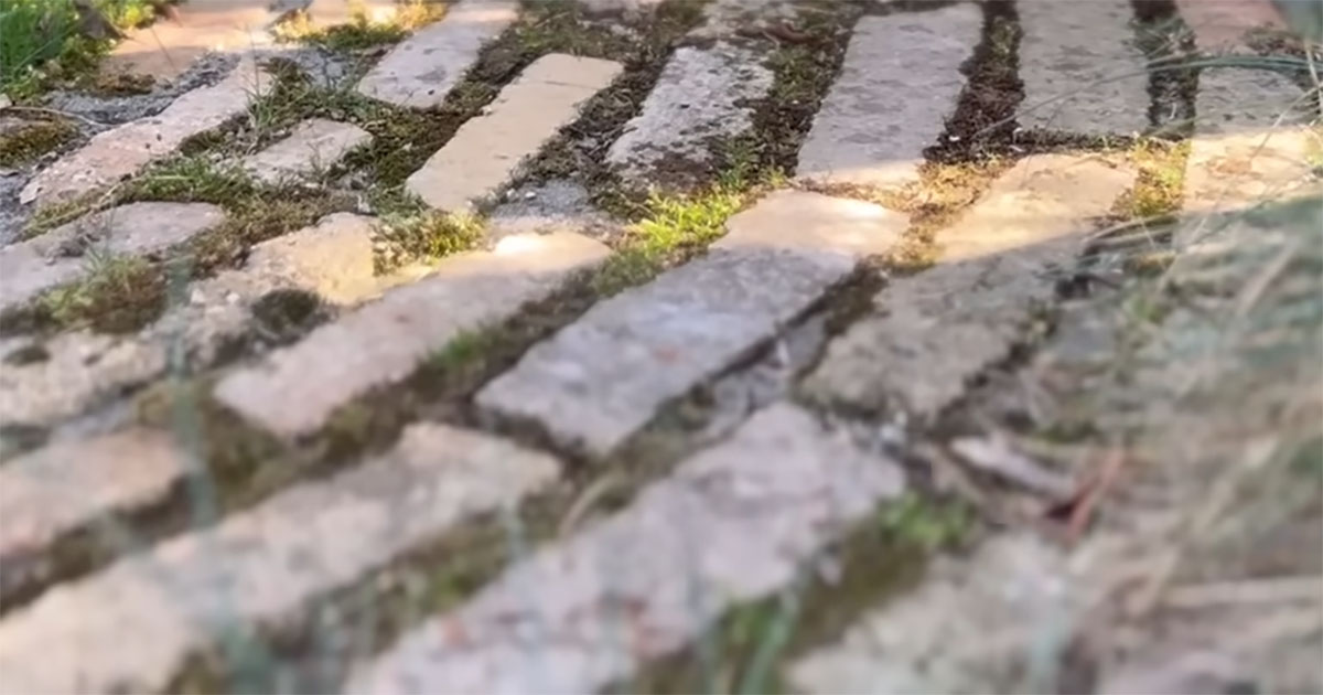 庭にいろんな木を植え続けて15年後……　雰囲気たっぷりの景色に「すてきで憧れます」「我が家も植えてみたい」（1/3） | その他生き物 ねとらぼ