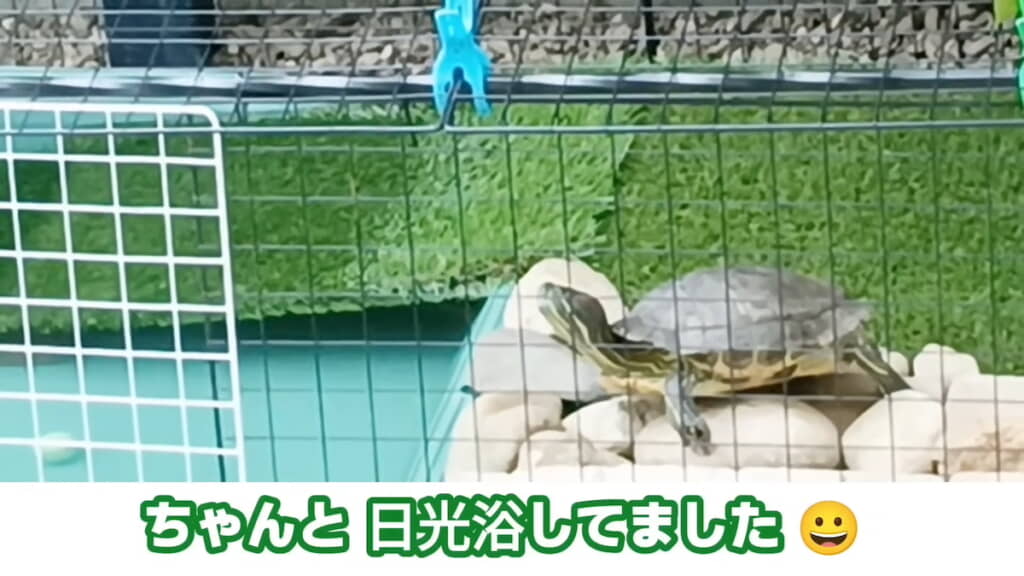 気持ちよく日向ぼっこ中