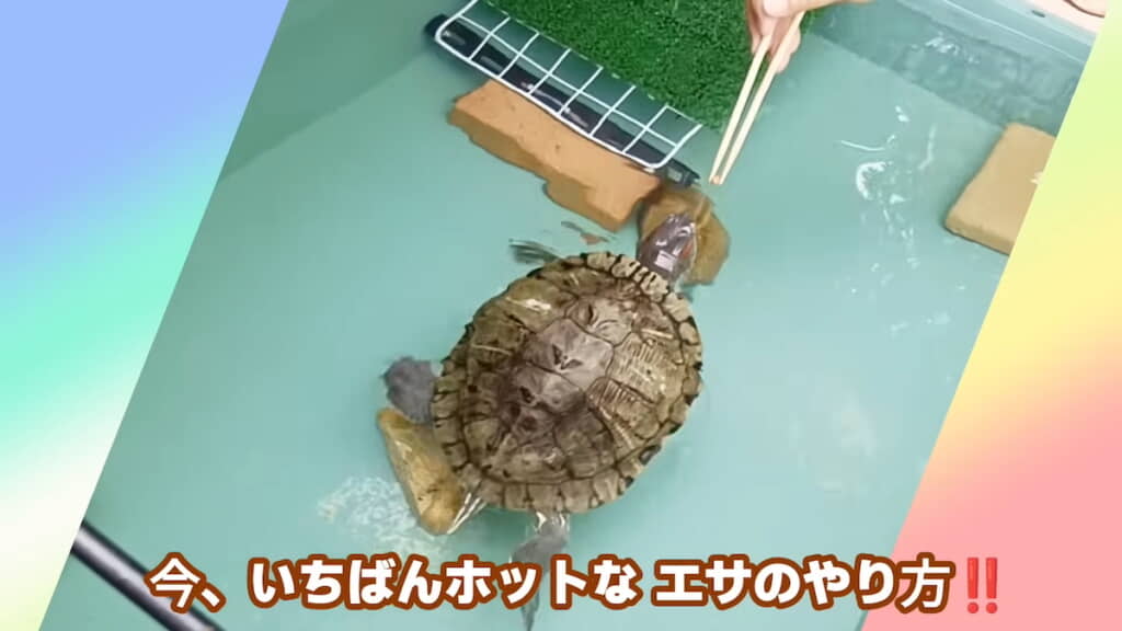 エサで誘導してのスイミングも