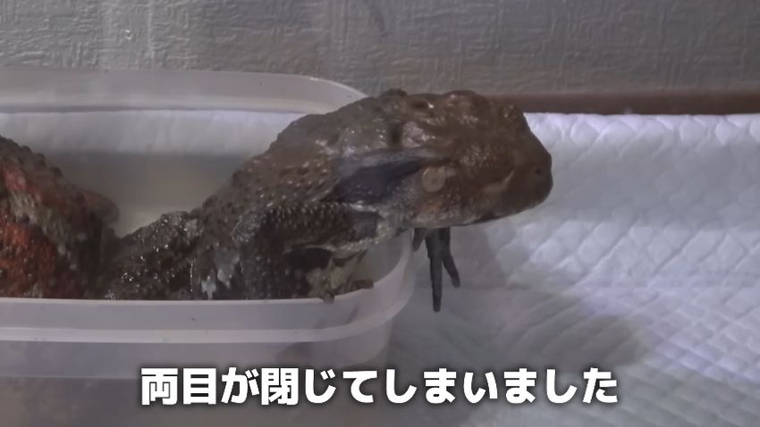 高齢のため両目が失明しているニホンヒキガエル