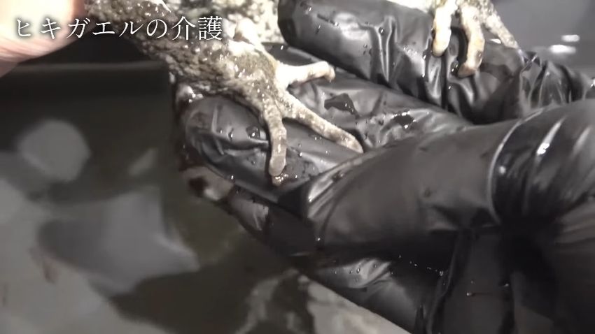 ニホンヒキガエルの体を洗って皮を落とす