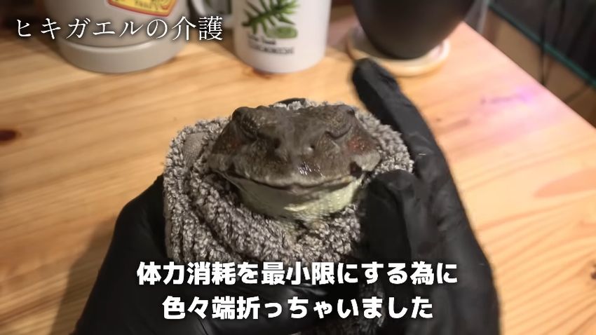 タオルにくるまれたニホンヒキガエル