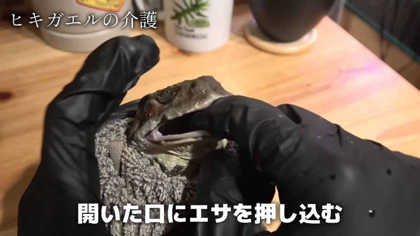 開いた口に餌を押し込まれるニホンヒキガエル