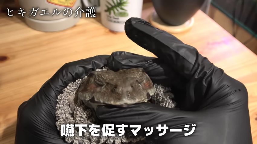 飲み込みを促すマッサージを受けるニホンヒキガエル
