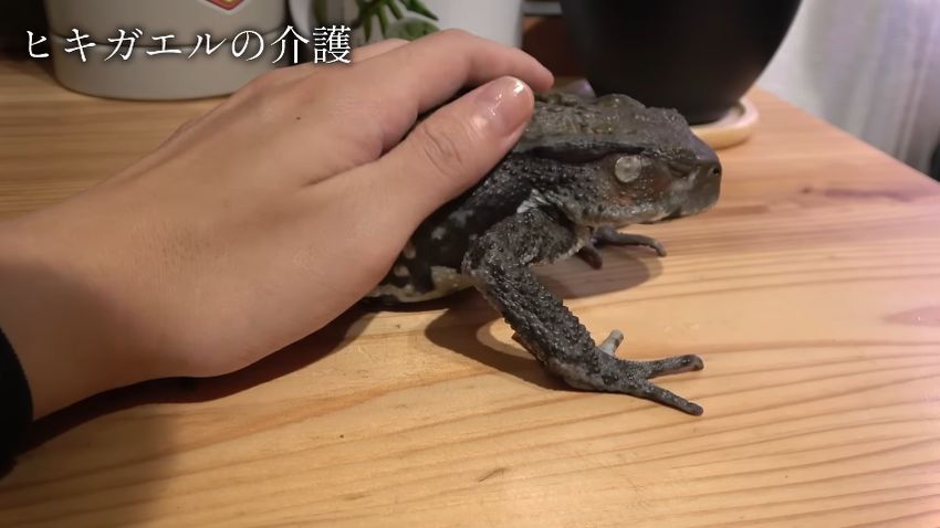 投稿者に体をなでてもらうニホンヒキガエル