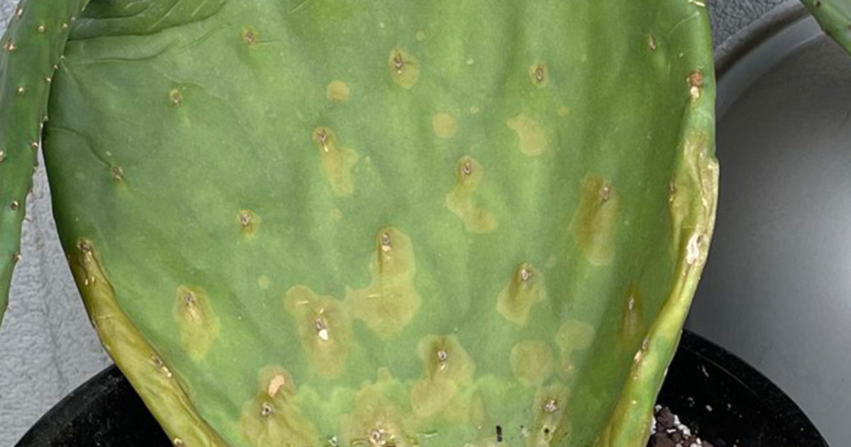 自宅のサボテンが“人型”に……「いずれ自我を持ちそう」と話題　1年後の現在は？持ち主に聞いた（1/3） | ライフスタイル ねとらぼ