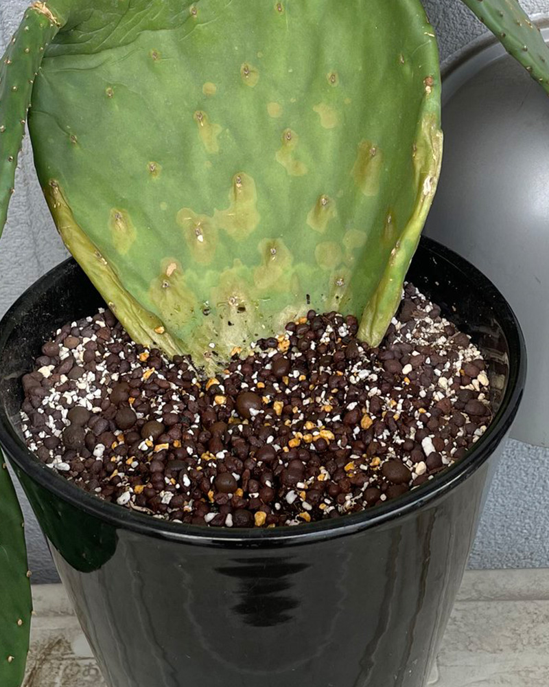 育てているウチワサボテンを見たら……