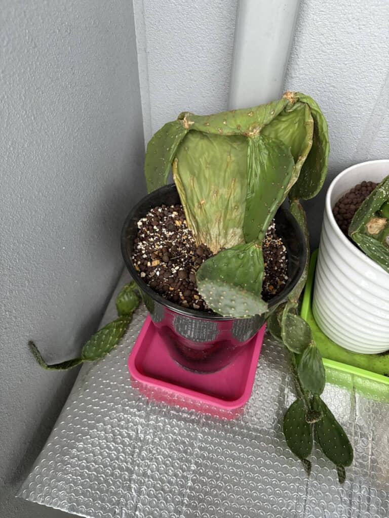 最近のサボテンの様子。投稿主さんの出張中にくったりしてしまったようです