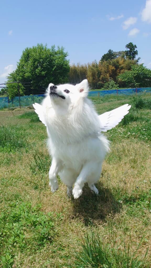 キラキラ天使ちゃん