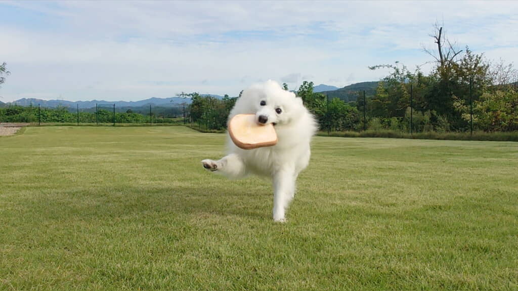 パンをくわえてウキウキドッグラン