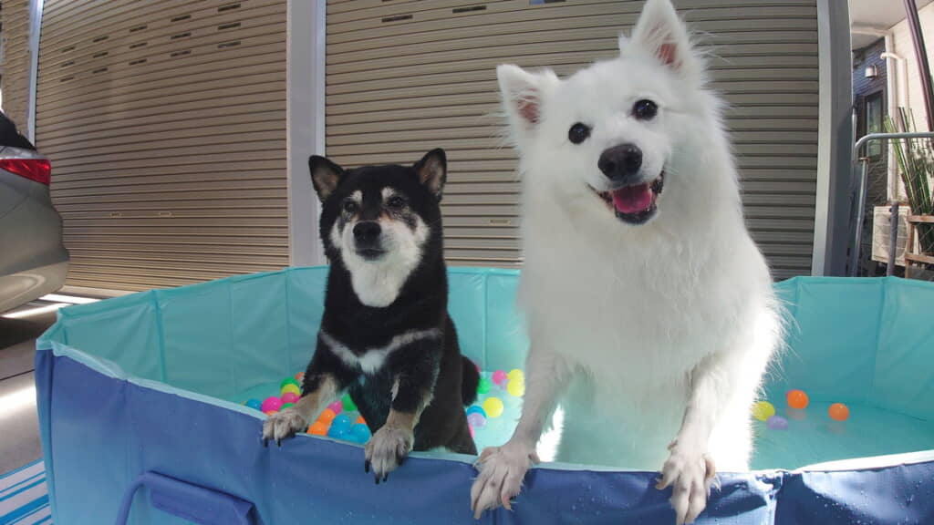 ひなたちゃんとプールで並んでニッコニコ