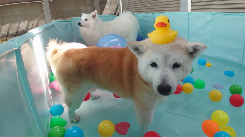 プールでの遊び方がちょっとわからないククリおばあちゃんもかわいい