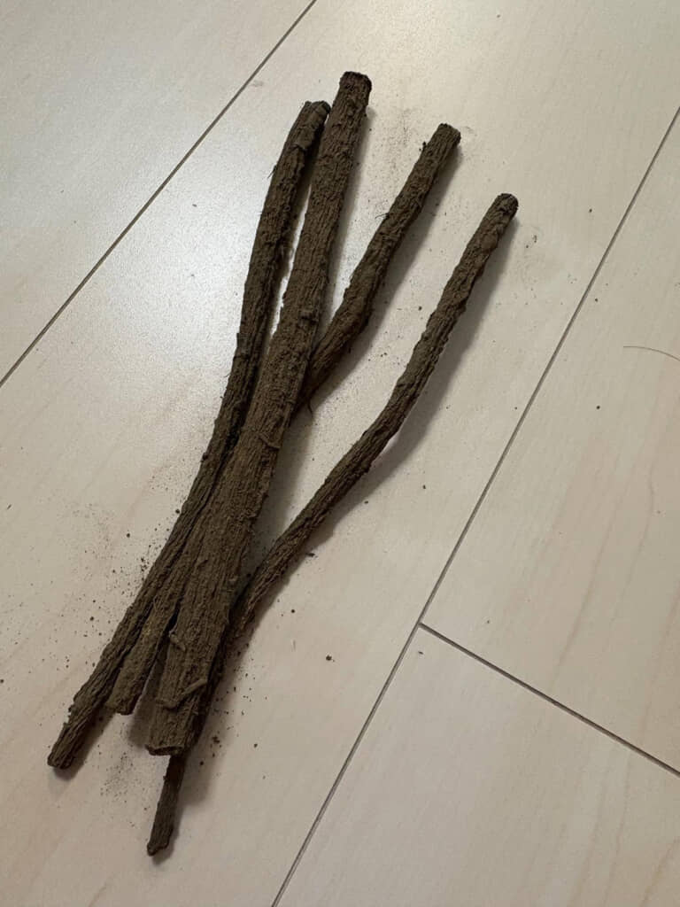 変わり果てたゴボウ