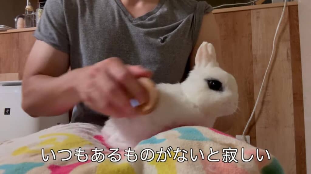 ブラッシングも念入りに行います