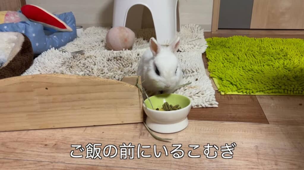 朝には夕ごはんを完食していました