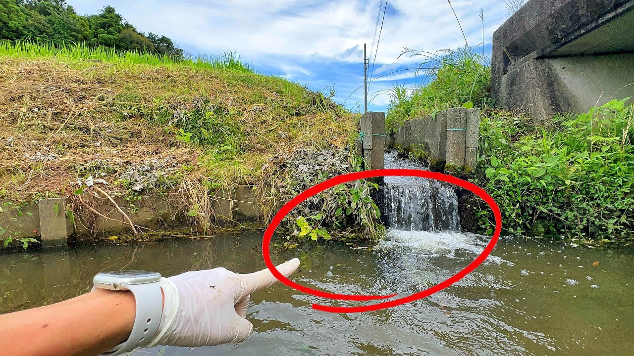外来種だらけの用水路→1カ月ぶりに来てみたら……「ちょ待って」「あり得ない」　腰を抜かす光景に「おなかパンパン」（1/3） | その他生き物 ねとらぼ