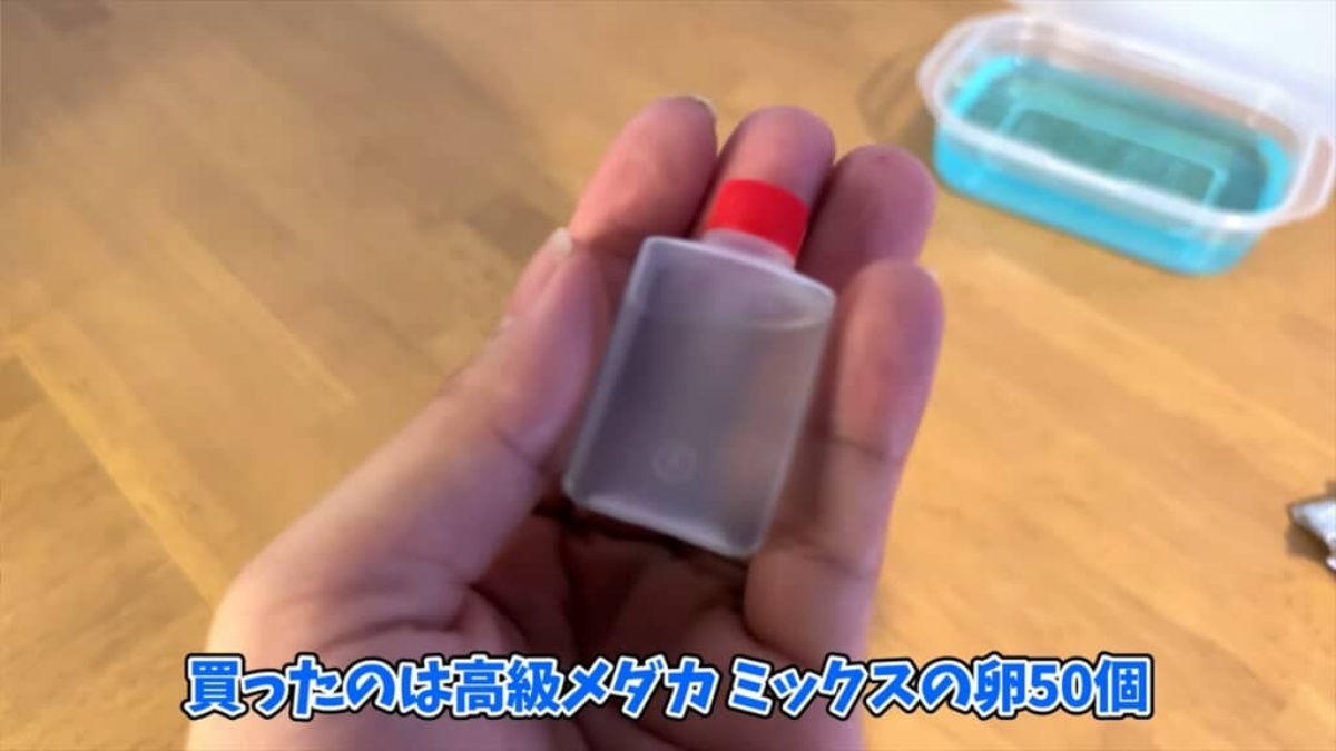 ヤフオクで落札した“高級メダカミックス卵”を孵化させたら……　素人目にも分かる衝撃の姿に「二度見した」「かなりびっくり」（1/3） | その他生き物 ねとらぼ