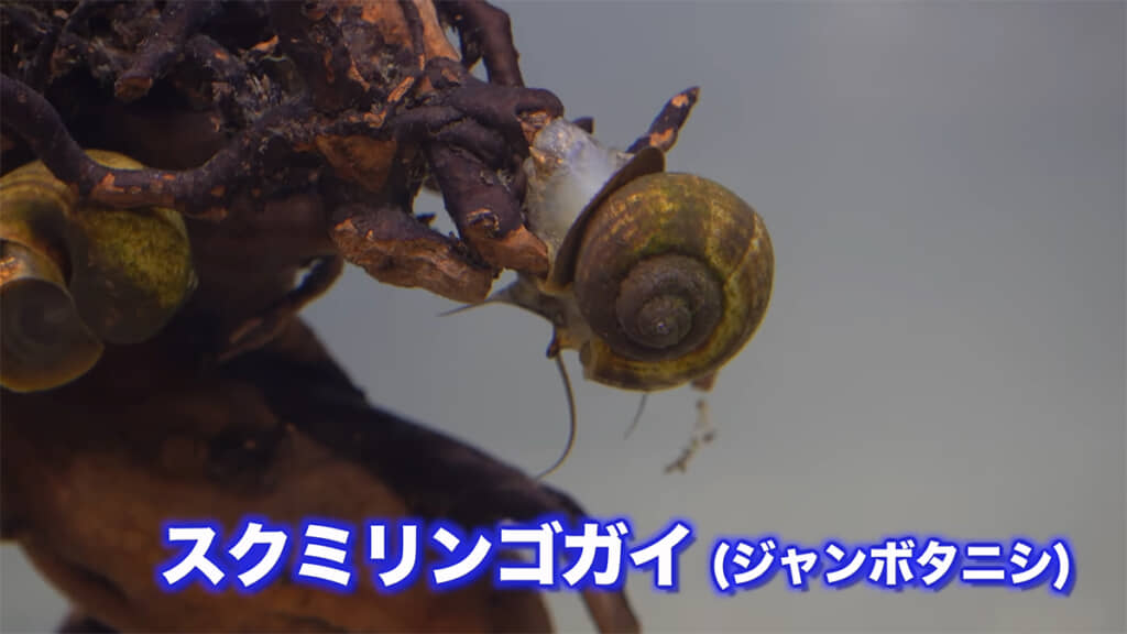 田んぼの稲を食べてしまう外来生物「ジャンボタニシ（スクミリンゴガイ）」