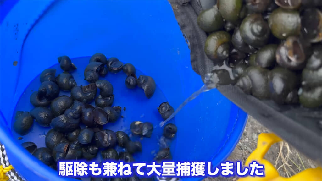 300匹以上のジャンボタニシを捕獲してきたのだとか