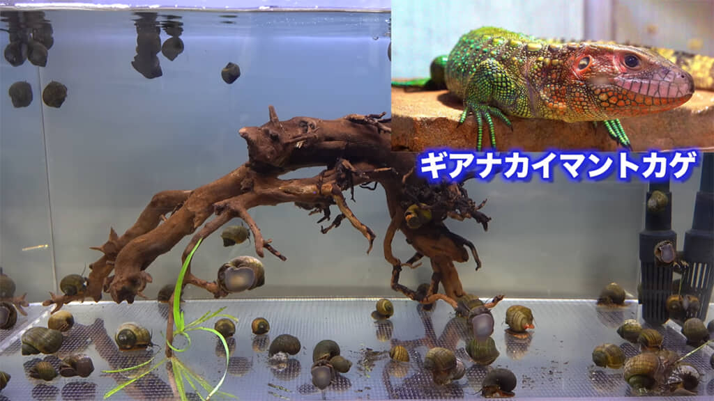 ジャンボタニシはさまざまな生き物のエサとして有用なのだそうです