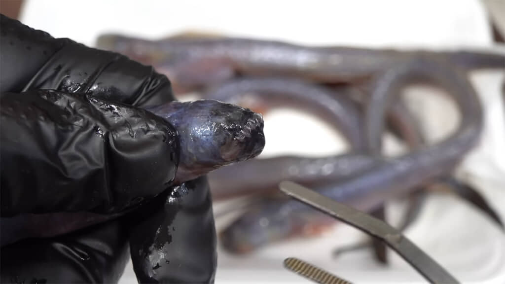 映画『エイリアン』に登場しそうな見た目です