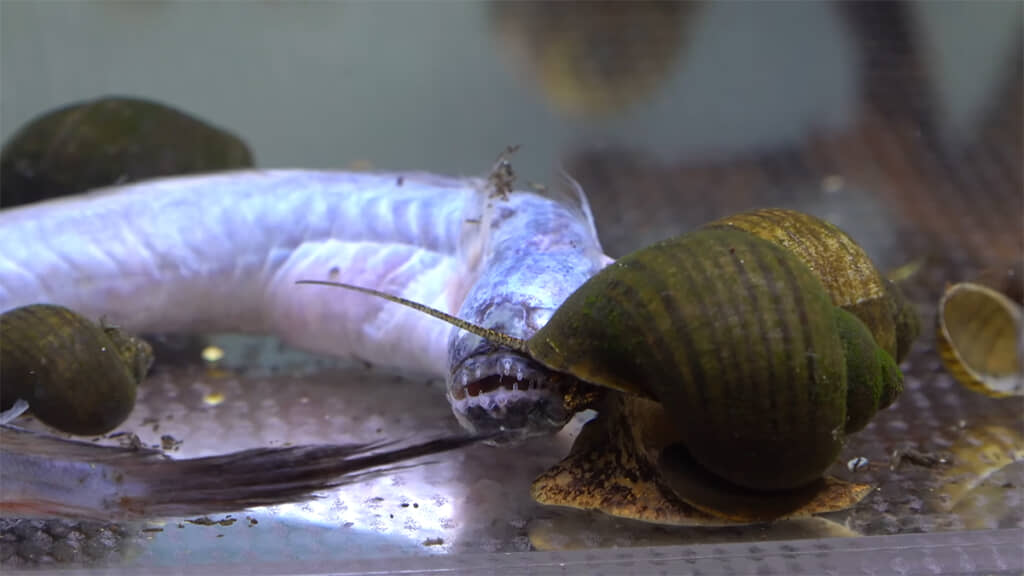 ぐにジャンボタニシが集まってきました