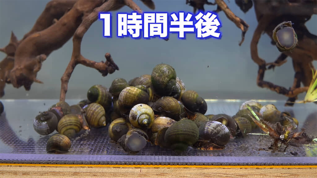 1時間半後。ジャンボタニシが群がりすぎて、ワラスボが見えません