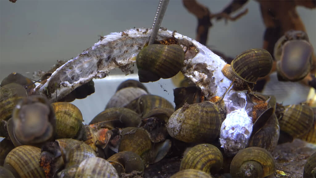 6時間後、柔らかい部分はすっかり食べられていました