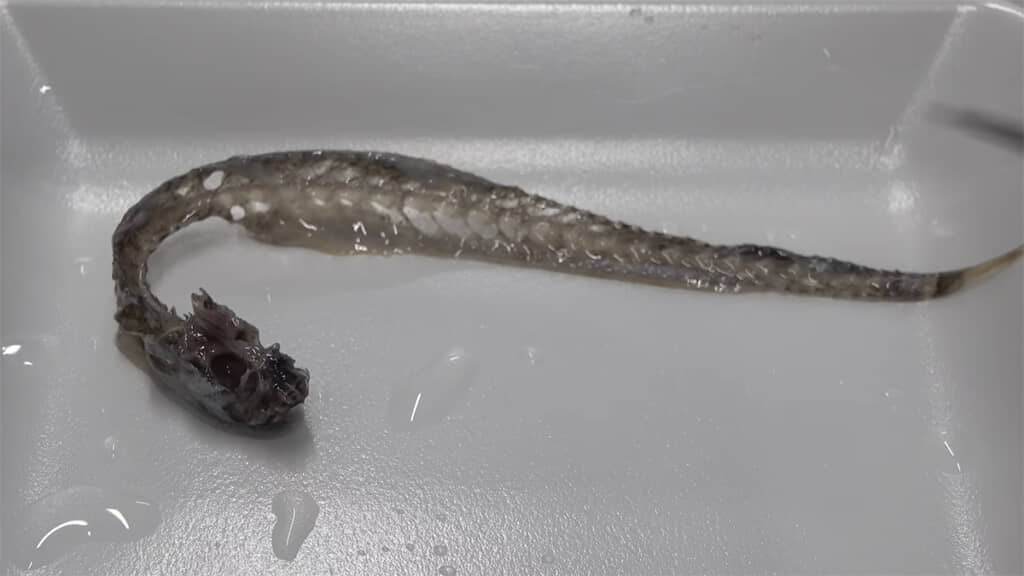 翌日。ワラスボはほぼ骨格だけになっていました