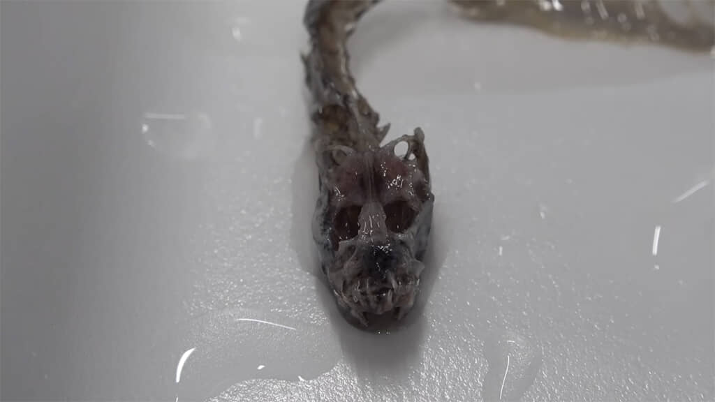 魚とは思えない頭蓋骨の形に、驚くばかりです