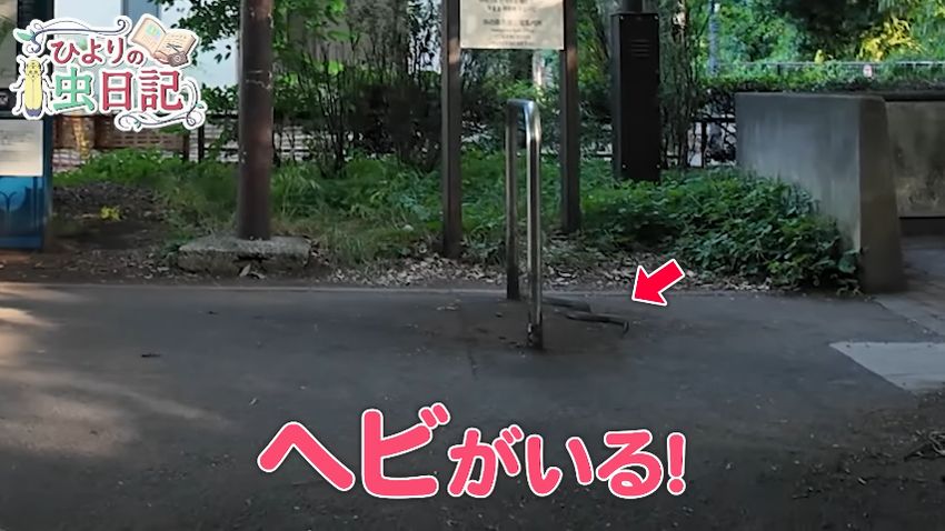 都内の公園を這って移動する大きなヘビ