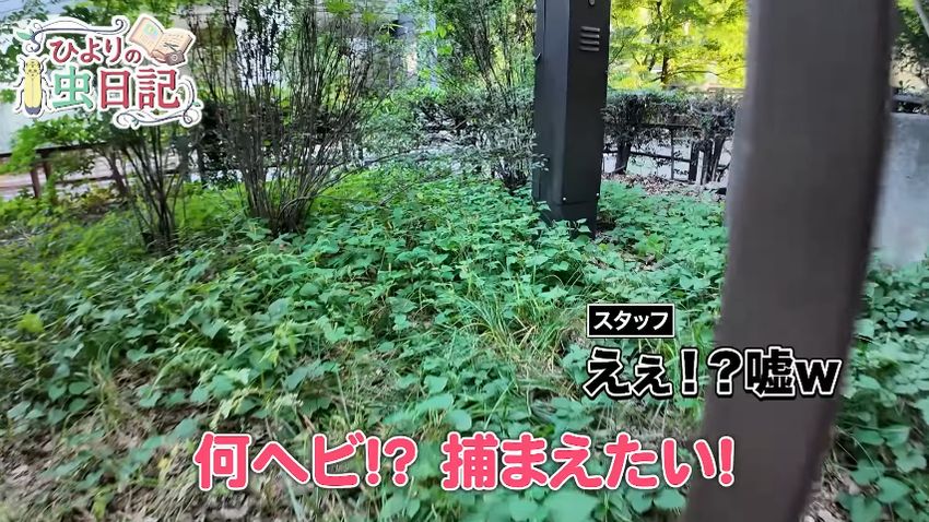 興奮した様子でヘビを追いかける投稿者