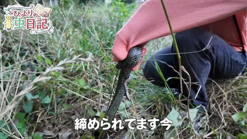 ヘビの尾をつかんで持ち上げる投稿者