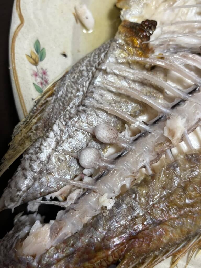 鳴門骨と遭遇！