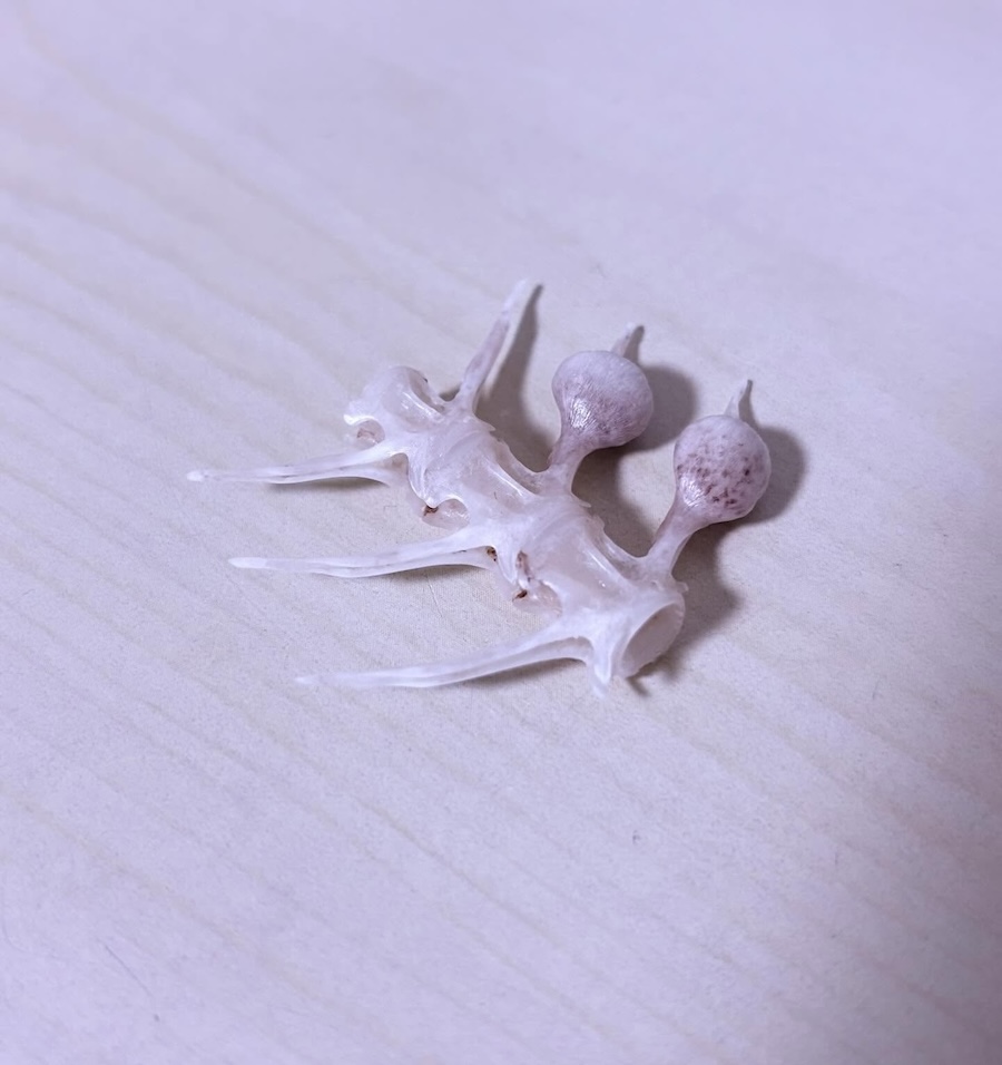 鳴門骨は丁寧に取り出して水できれいに洗ったとのこと