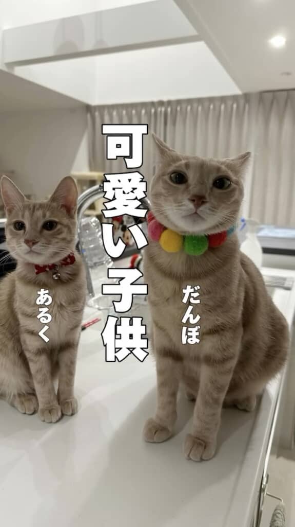 大切な家族の「あるく」と「だんぼ」