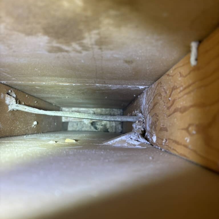 壁の中から謎の声……　中から出てきた“まさか”の正体に驚きの声　「無事でよかった」「スタッフさん、お疲れさま」【海外】 | 動物 ねとらぼ