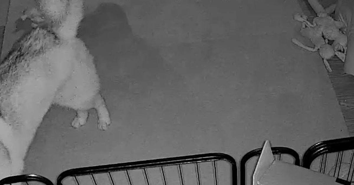 深夜1時、音がしたのでペットカメラをのぞくと愛犬と愛猫が……「ほんとにやめてもらっていいですか」　585万表示の姿に「ワロタ」（1/3） | 猫 ねとらぼ