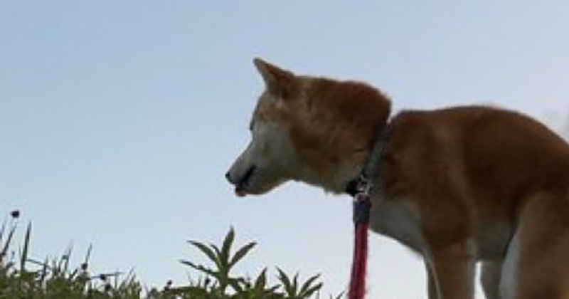 散歩中、ふと柴犬を撮影すると……「コーヒー吹いた」　膝から崩れ落ちる“奇跡の1枚”に「スカンクもビビるレベル」（1/2） | 犬 ねとらぼ