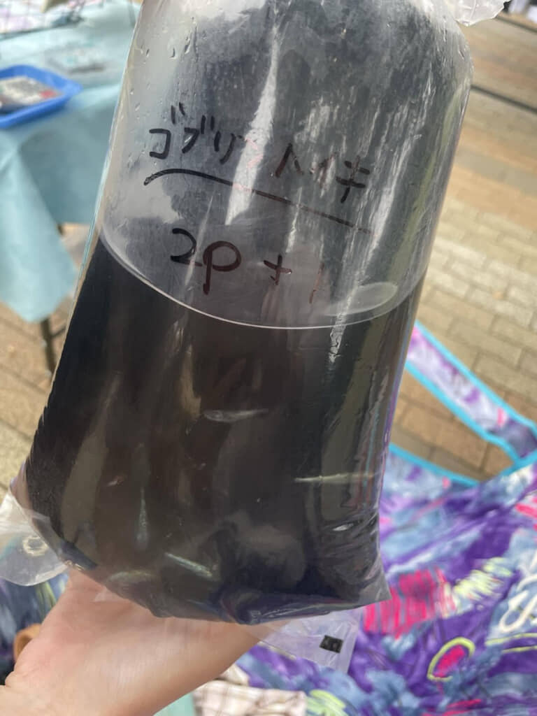 ビニール袋にパンパンの水とメダカ。場合によっては持て余しかねないけれど……