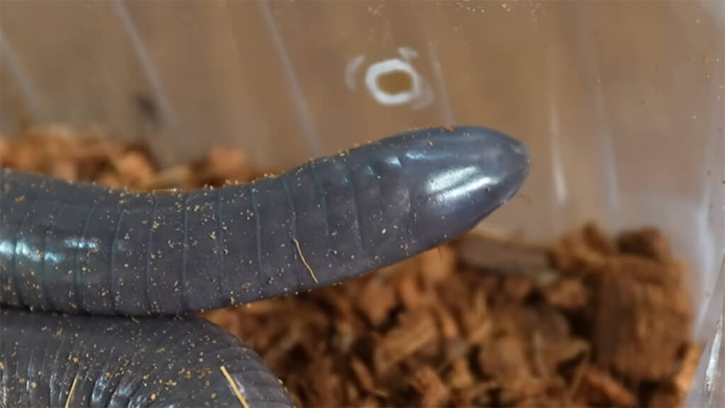 見れば見るほどミミズっぽい